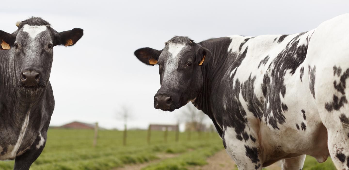 Razze bovine in Belgio