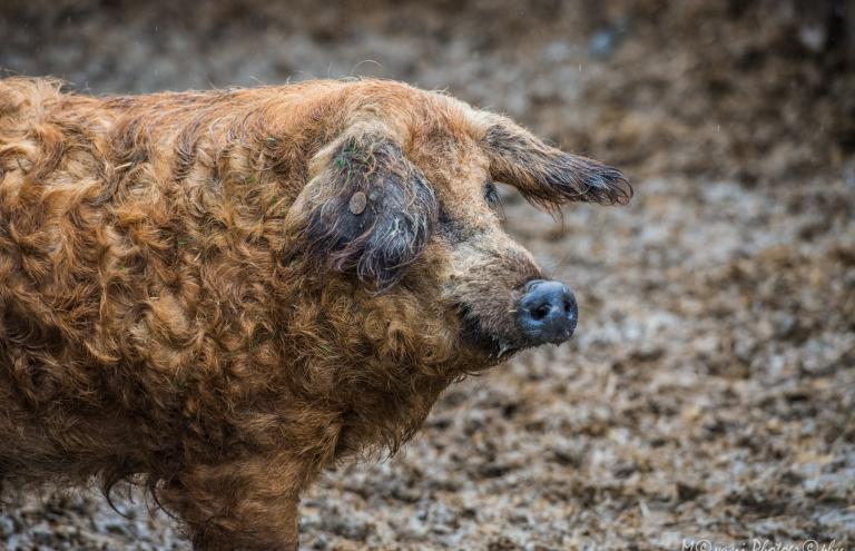 Mangalica Mangalica