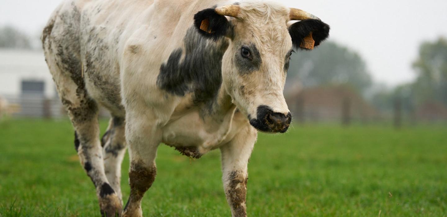 Belbeef