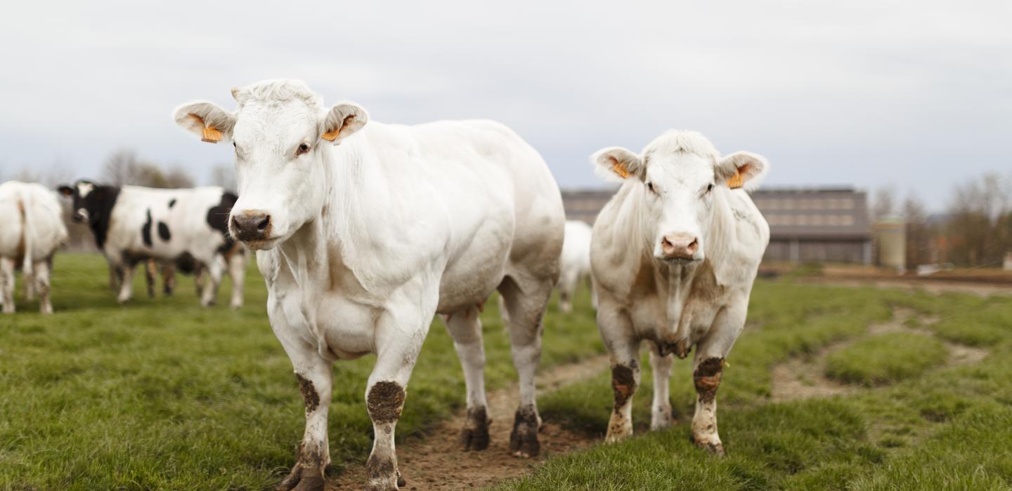 Belgian white blue