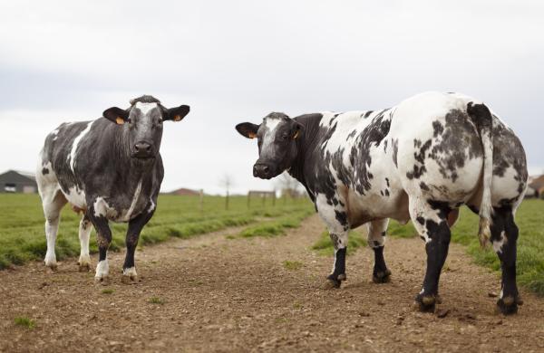 Belgian white blue