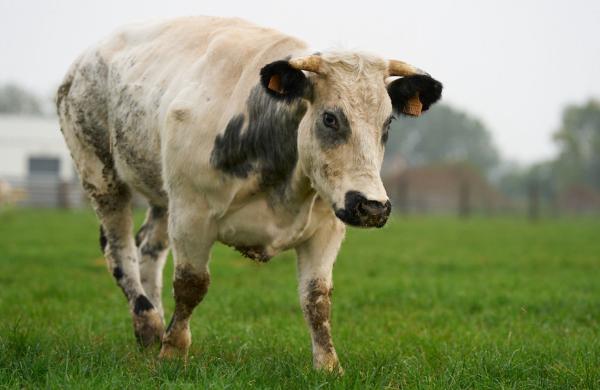 Belbeef