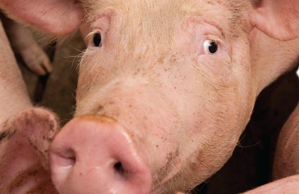 Schwein