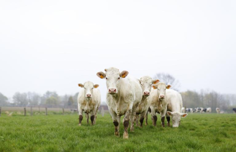 Charolais Charolais
