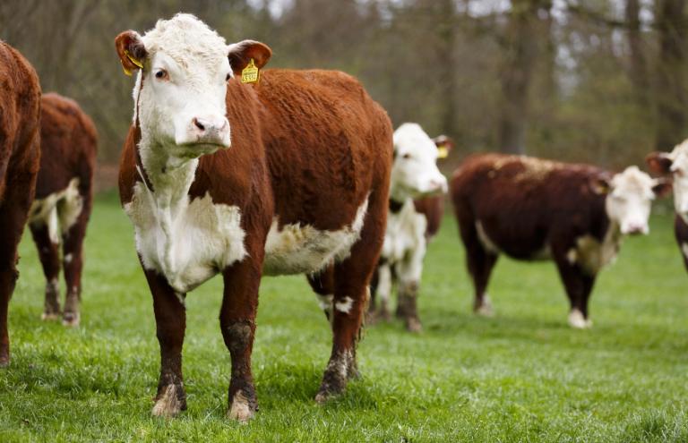 Hereford Hereford