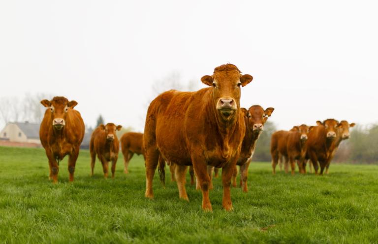 Limousin Limousin