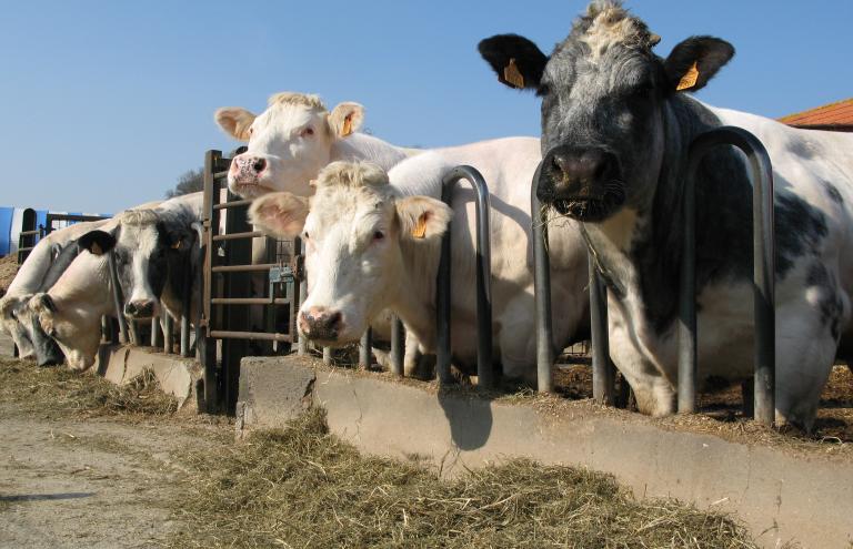 Belgian white blue