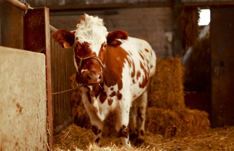 White-red breed White-red breed