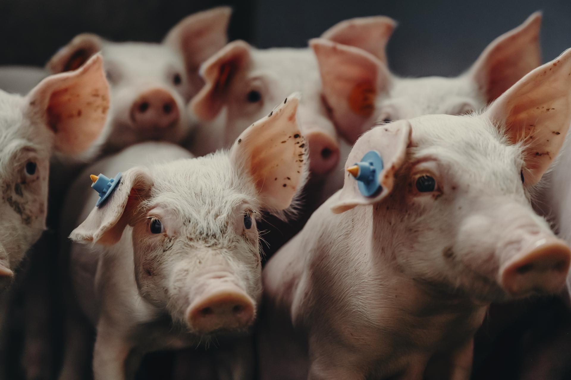 Tierwohl-Modul Schweine
