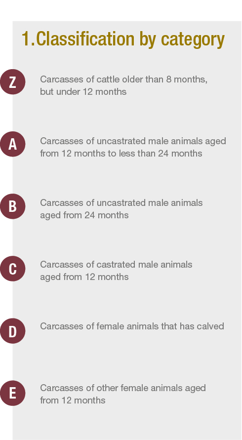 Classification by category.jpg